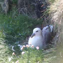 Fulmers nest nearby