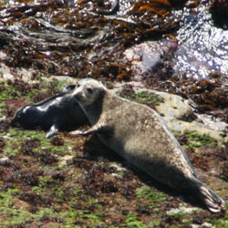 Local seals