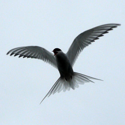 Arctic Tern