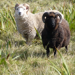 Neighbouring sheep