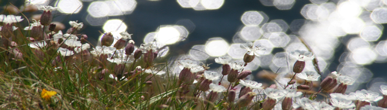 Sea Campion