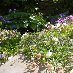 Garden planting