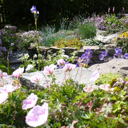 Garden plants