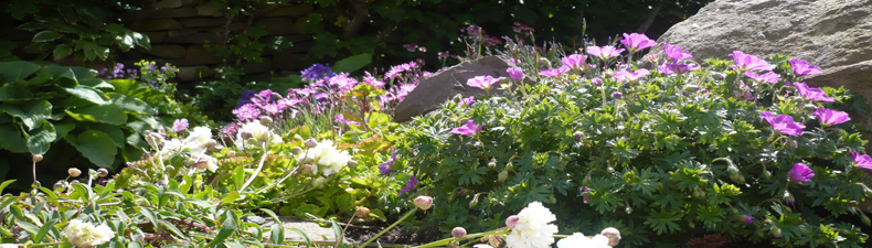 Garden planting