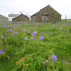 Meadow at Mucklehus