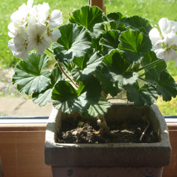 A windowcill